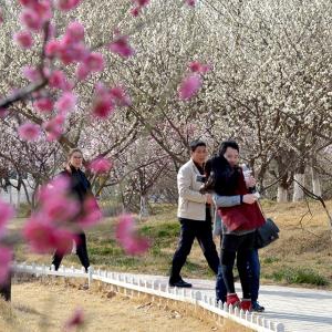 天公作“美” 缘定遵义（新蒲）樱花谷旅游文化节延期到24日开幕啦！