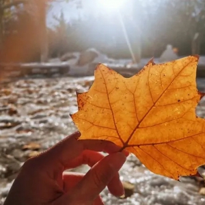 散文|又是秋日了       文/ 侯桂珍